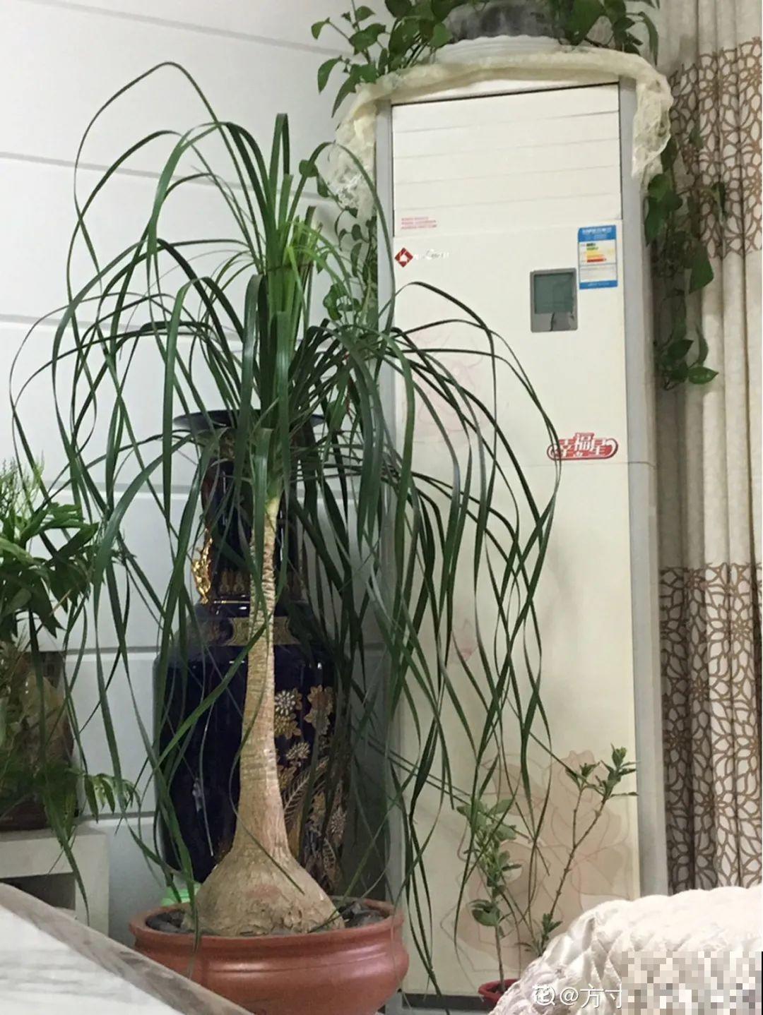 6种花特耐寒，断水两个月，也能正常生长