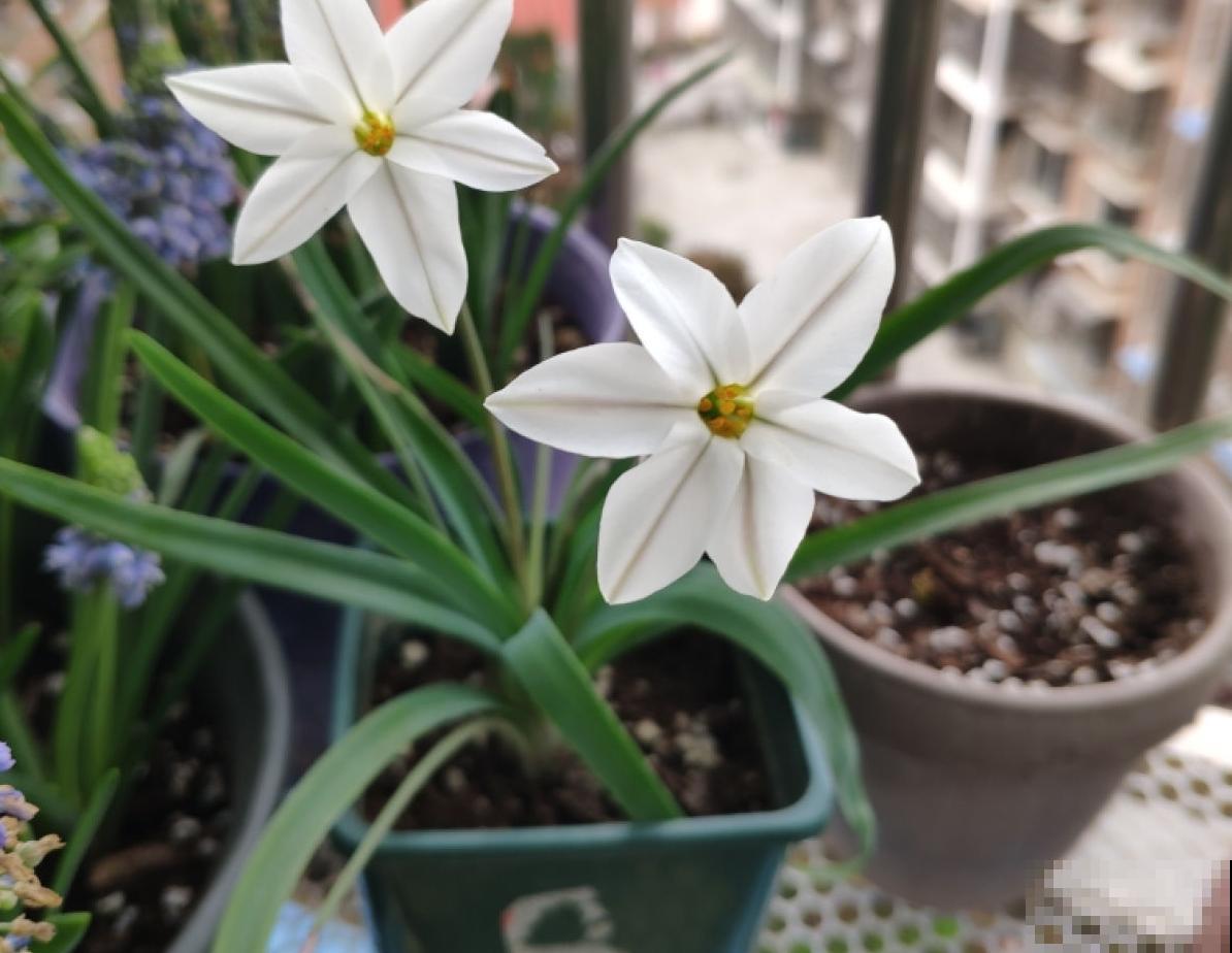 这种花是韭菜味,花朵比星星美,种一盆爱一盆! 这种花是韭菜味,花朵比星星美,种一盆爱一盆!