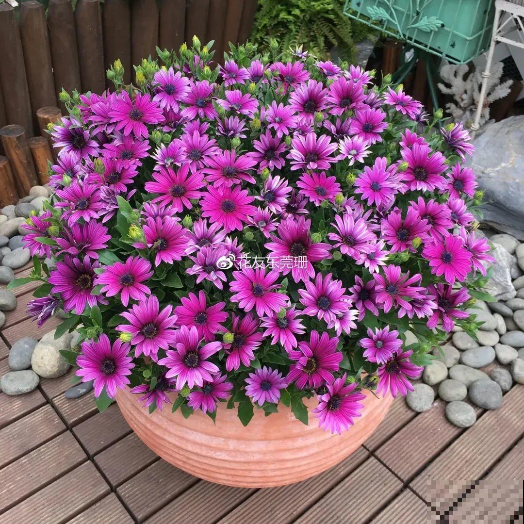 蓝目菊简直就是开花机器，一年能开上百天，盆盆爆成大花球！