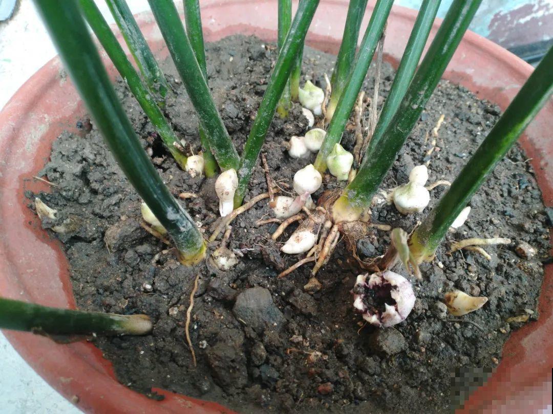 花盆里挖出一堆“蚕”，原来还能吃，味道清脆爽口