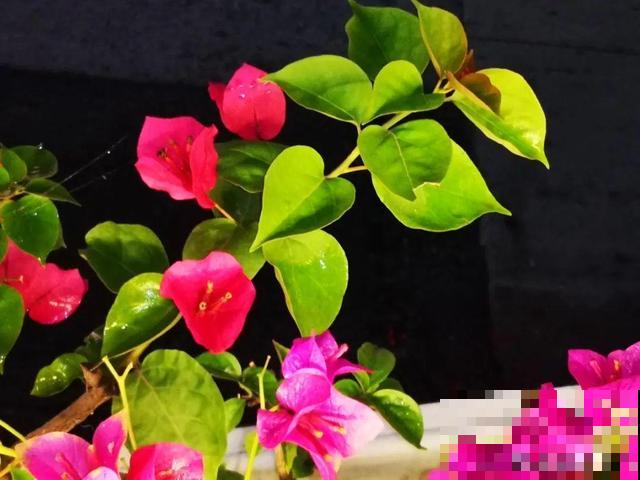 十月养这花,撸叶子、少浇水,10天冒出大花苞! 十月养这花,撸叶子、少浇水,10天冒出大花苞!