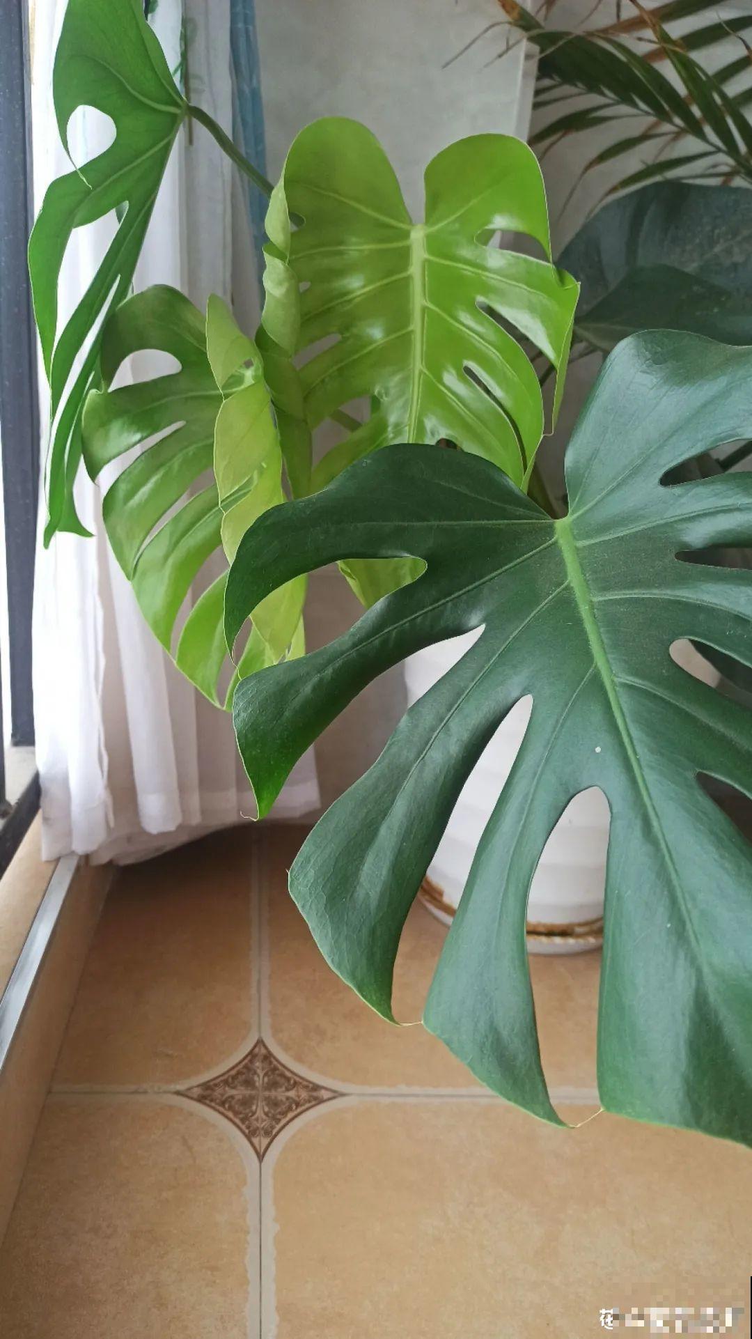 家里养盆它,变成绿色小森林,净化空气变氧吧! 家里养盆它,变成绿色小森林,净化空气变氧吧!