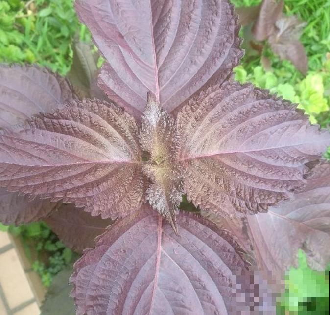 紫苏是个好东西，能吃能入药，当成绿植也很美观！