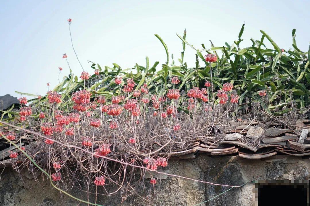 不死鸟太震撼了，长满整个屋顶，感觉都要压塌了