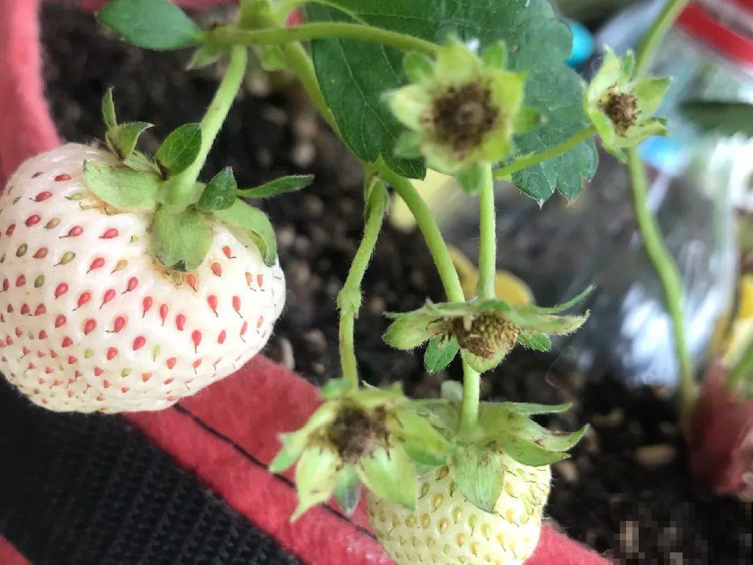 秋天养盆草莓，很快就开花，还能结果子