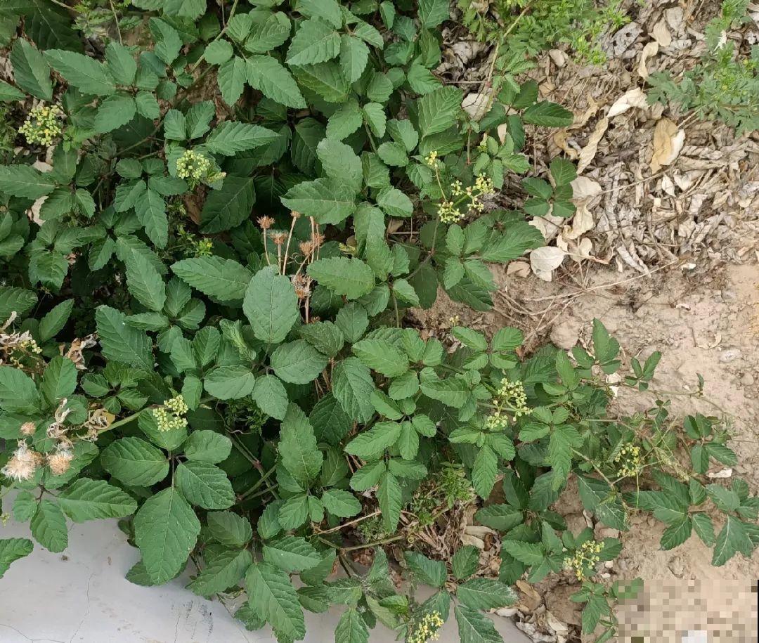 救命！入侵植物爬进院子，三年都杀不完！