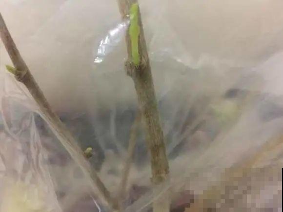 寒潮来了，害怕花受冻，赶紧这么做！