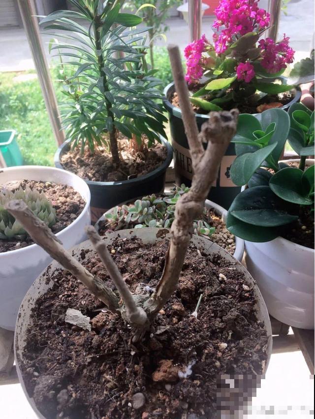 不长叶不长枝的花别买，都是骗人的，养不活浪费钱