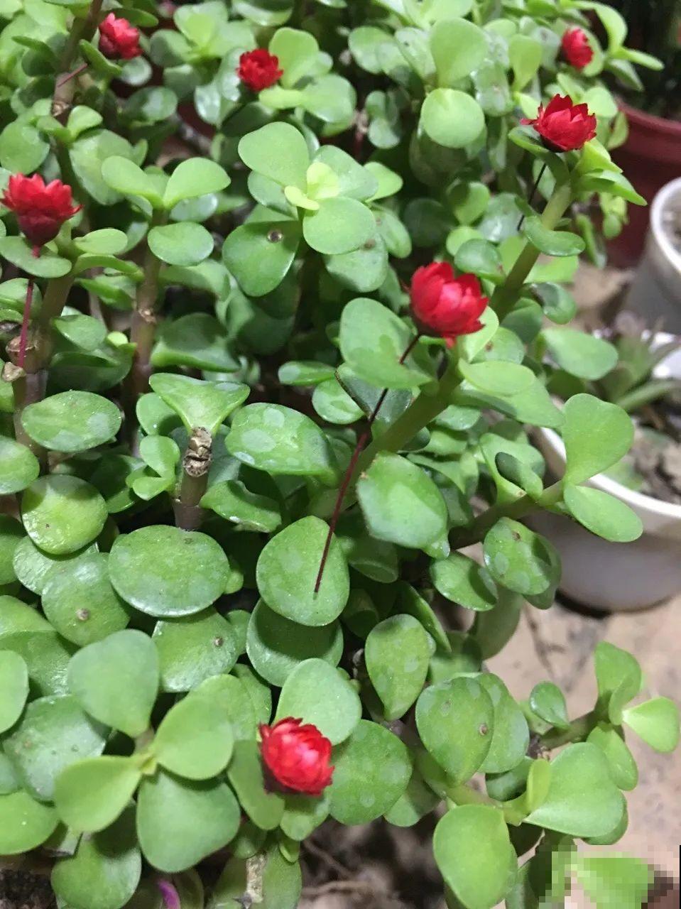 金枝玉叶开花了,特罕见,比雅乐之舞还美! 金枝玉叶开花了,特罕见,比雅乐之舞还美!