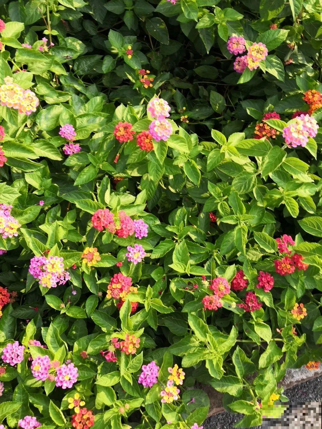 家里养了鱼腥草，吃都吃不完，泛滥了！