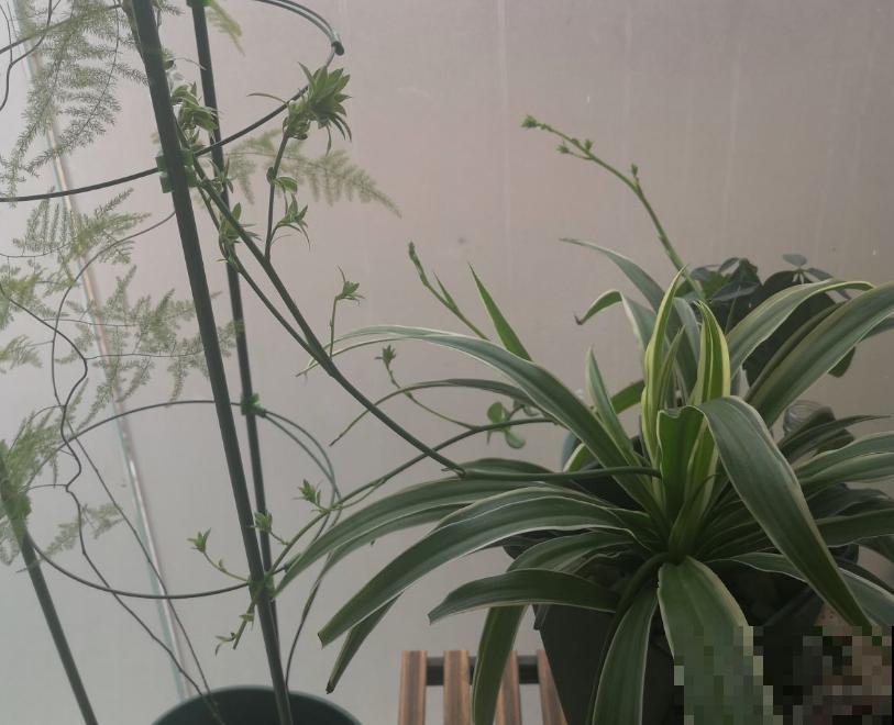 吊兰叶子以宽为美，做好这5点，吊兰颜值嗖嗖上升！