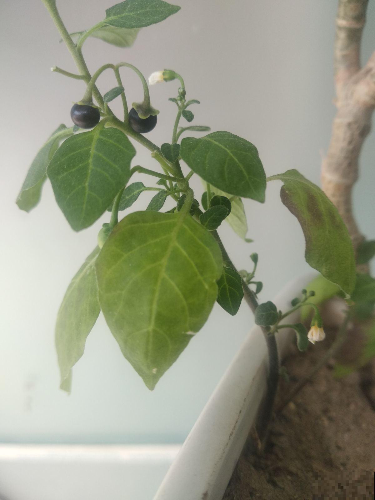 小时候常见的花，都是童年记忆，你记得几种？