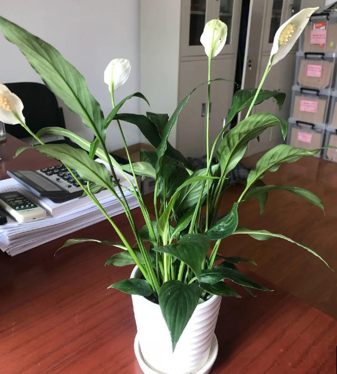 秋天降温快，家里养这9种花，要赶紧搬进屋了