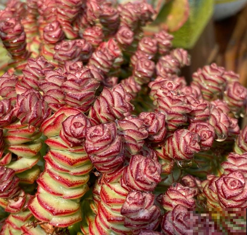 钱串秋天爱“犯病”，找准3个原因，钱串呼呼长！