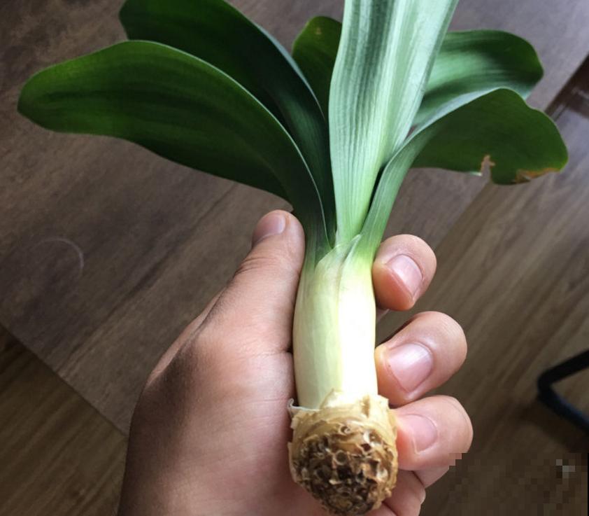 君子兰烂根不可怕，早判断，早防治，判断方法看这里！