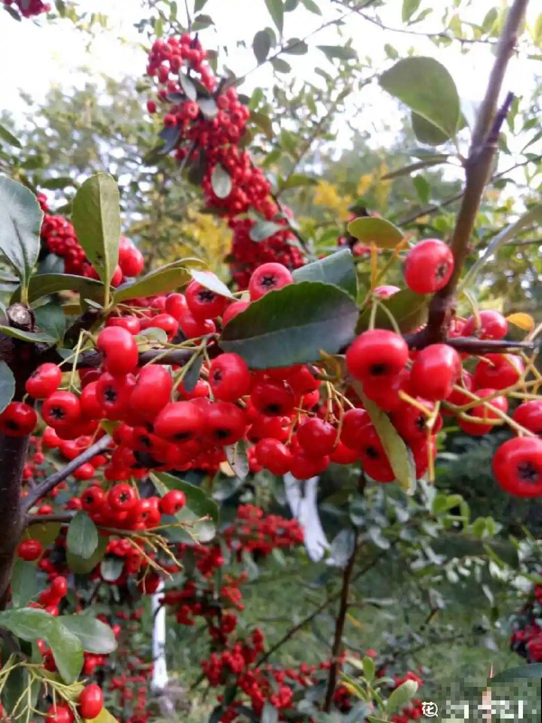 秋天野果都熟了，抓一把塞嘴里，太好吃了！