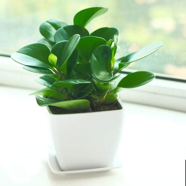 10大受欢迎绿植,你家养了几种? 10大受欢迎绿植,你家养了几种?