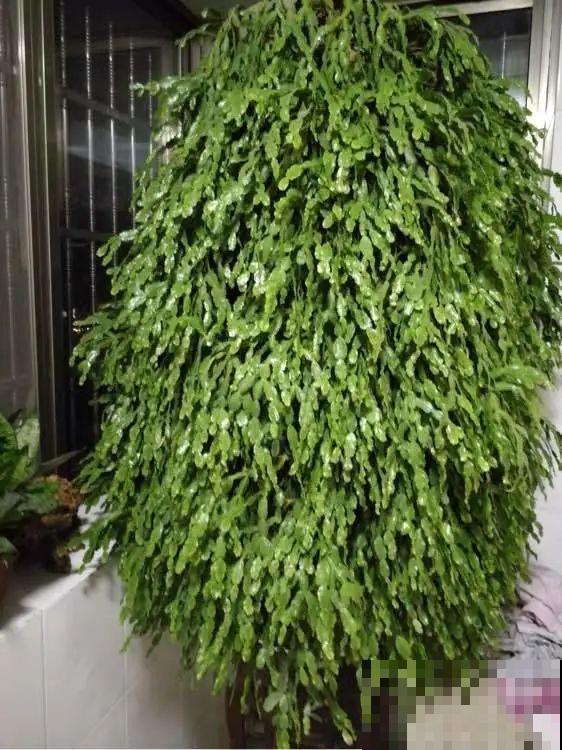 养了18年的仙人指，开花冲房顶，绝对是传家宝！