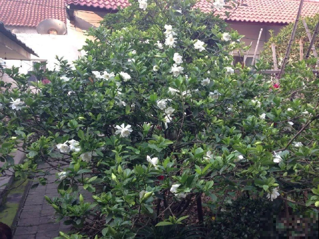 天凉了，9种花不能修剪，剪了以后不开花！