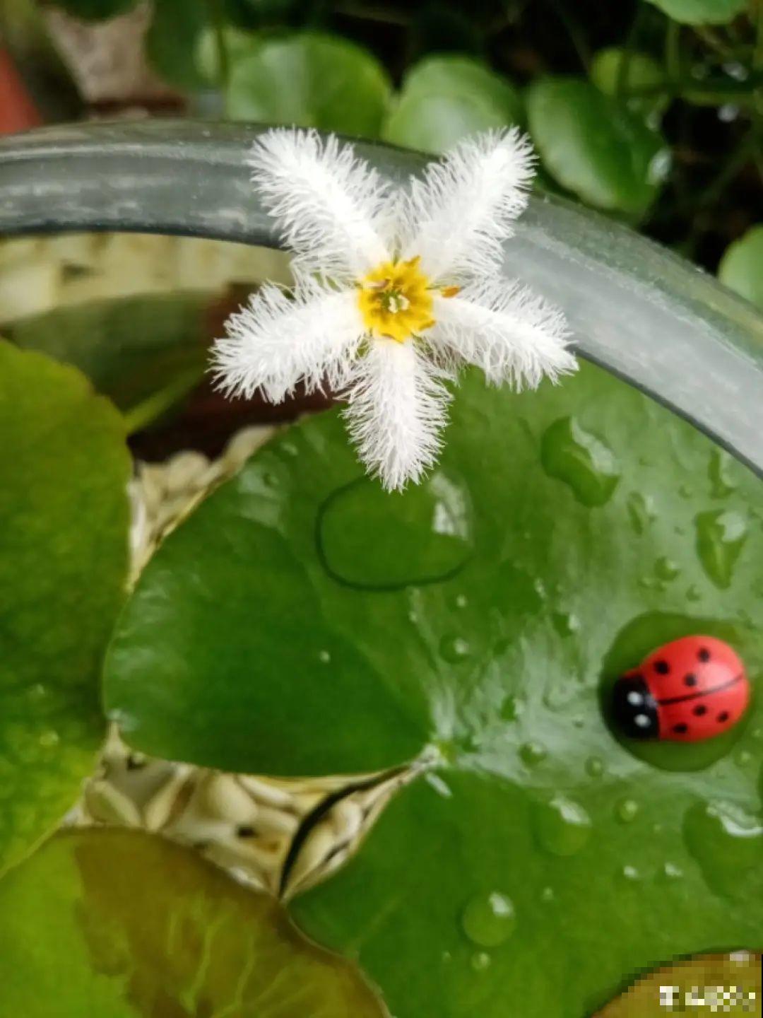 水培花只用水养，根系长得旺，太牛了！