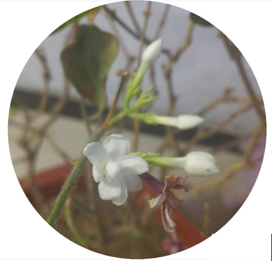 这种茉莉不能买，疯狂掉花苞，再便宜也不要！