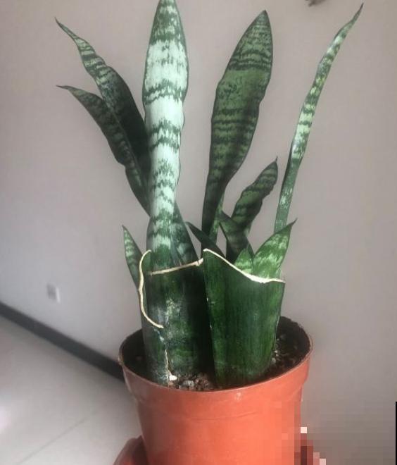 养这几种花,摘下一片叶就能扦插,变成一整盆! 养这几种花,摘下一片叶就能扦插,变成一整盆!