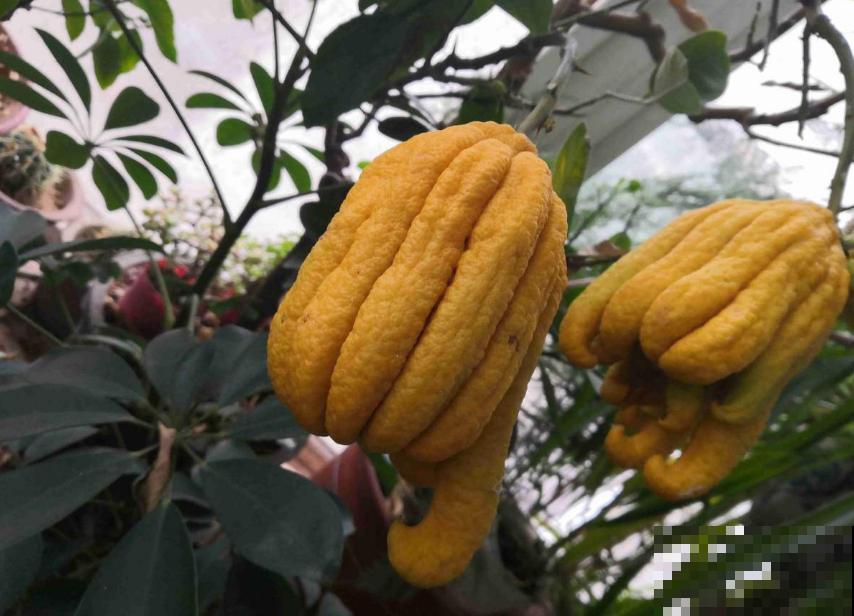 全能的佛手，一瓜多吃，观赏食用两不误！