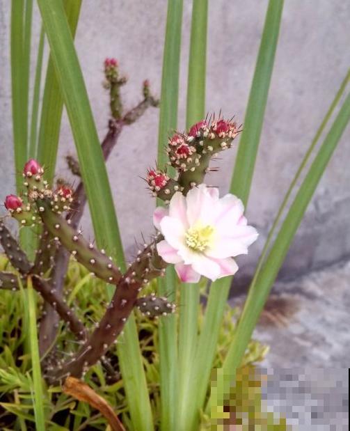 10种小众花，见过的人很少，养一盆特别有面子！