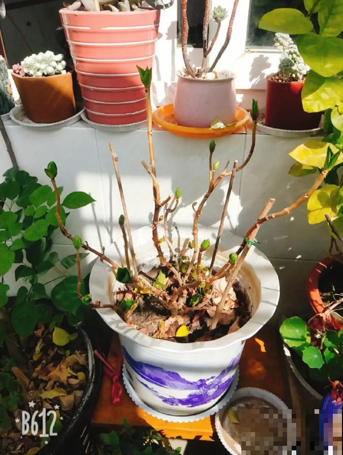 绣球生病，直接撸光叶、剪光头，反而长得旺！