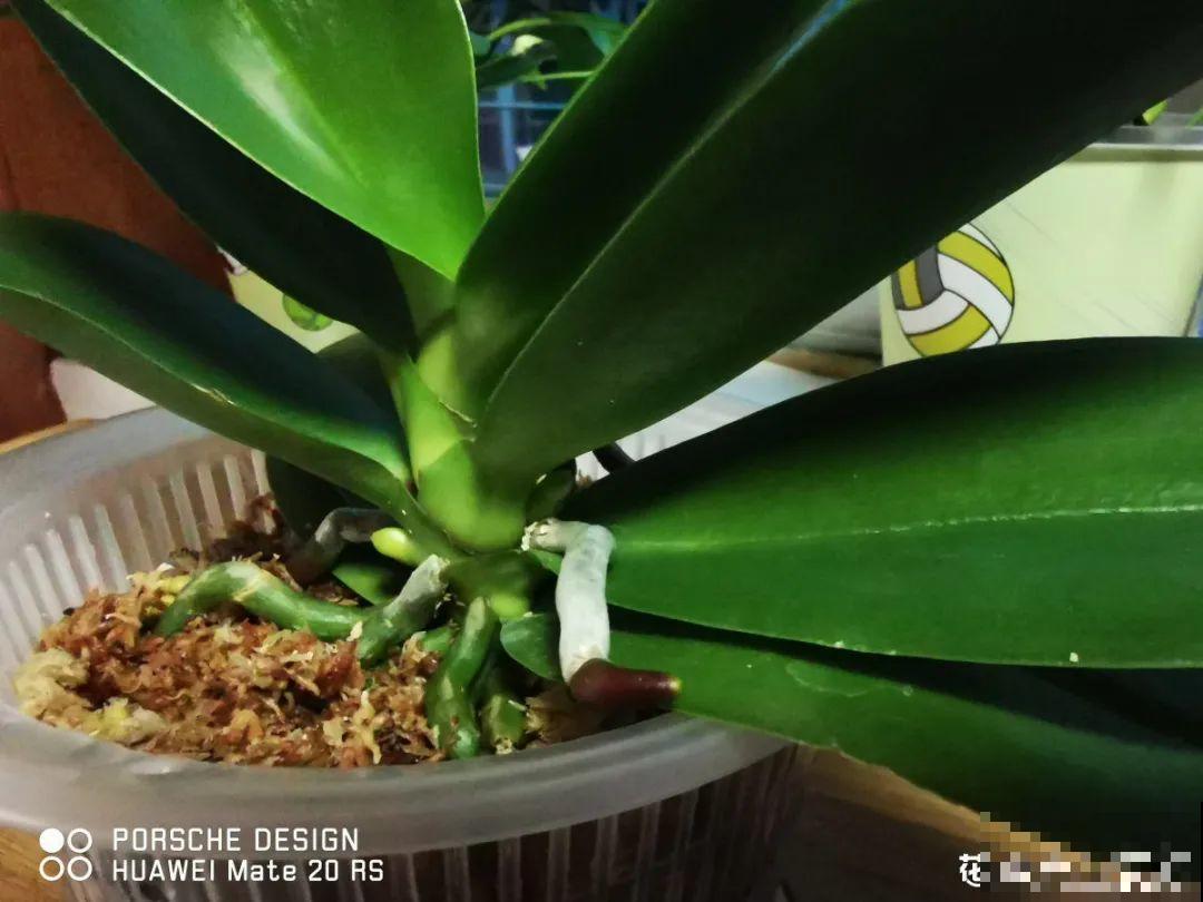 10月养花掐一掐,掐完就来花,盆都塞不下! 10月养花掐一掐,掐完就来花,盆都塞不下!