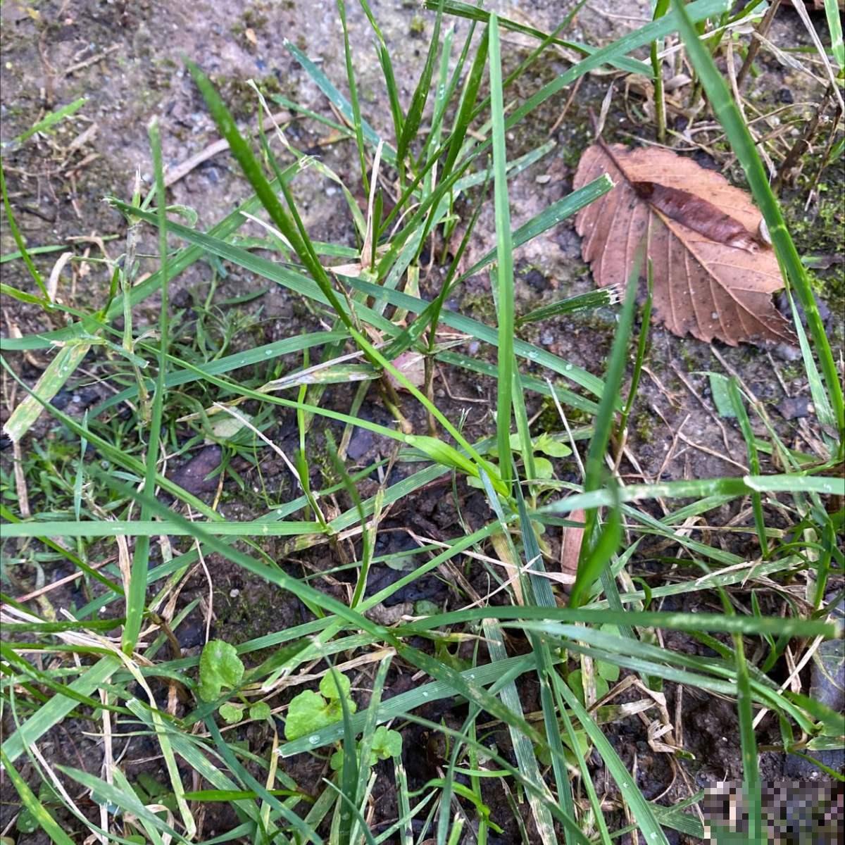 小时候常见的花，都是童年记忆，你记得几种？