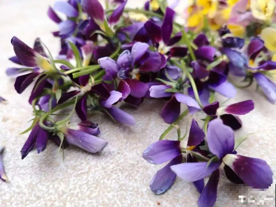 特耐寒的懒人花，-10℃冻不死，不用管也能开爆盆！