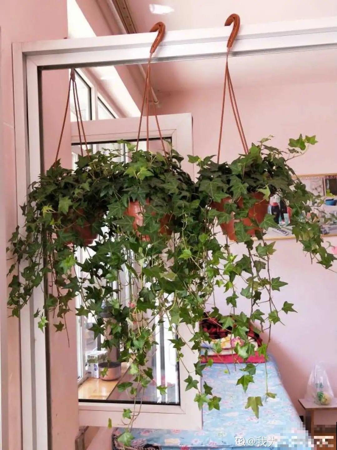 家里养盆它,变成绿色小森林,净化空气变氧吧! 家里养盆它,变成绿色小森林,净化空气变氧吧!