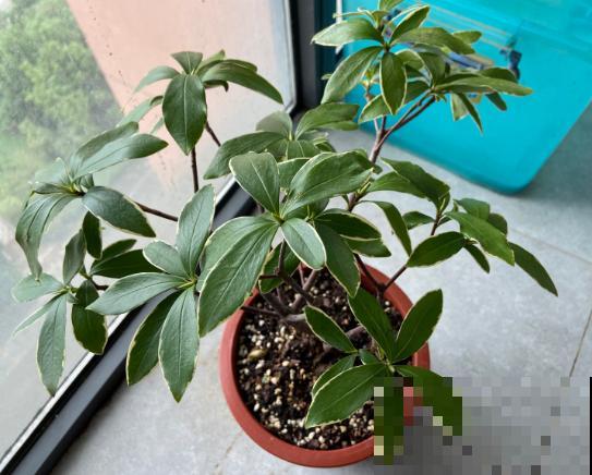 花卉修剪有讲究，时间要挑对，天冷不能剪！