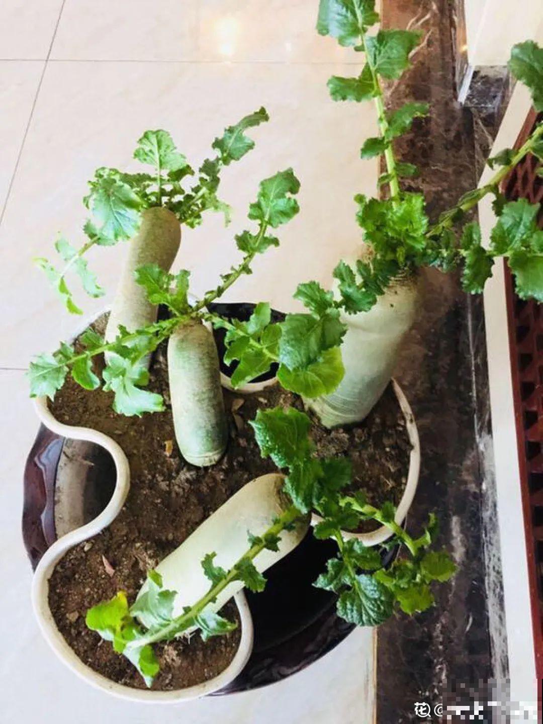 人参萝卜开花了,我种的花,都是这么奇奇怪怪! 人参萝卜开花了,我种的花,都是这么奇奇怪怪!