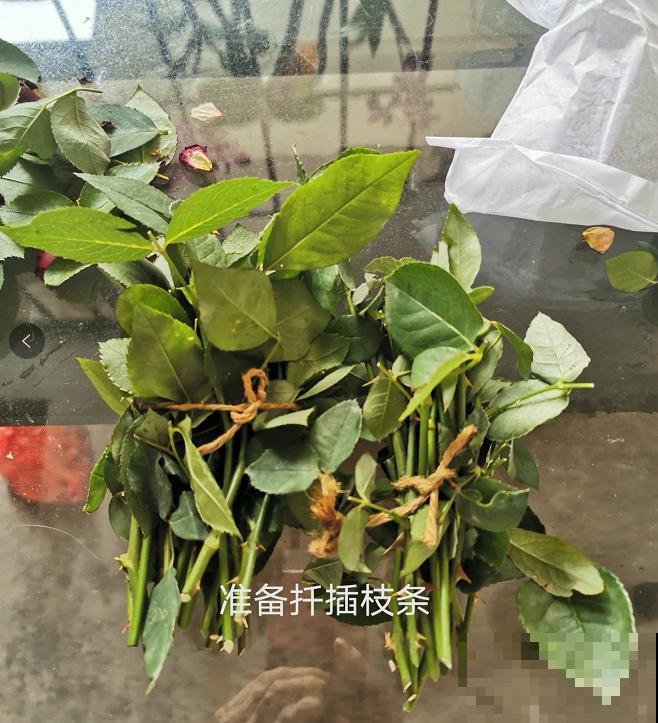 月季开花多与少,全看秋冬会不会养,2个工作要做好! 月季开花多与少,全看秋冬会不会养,2个工作要做好!