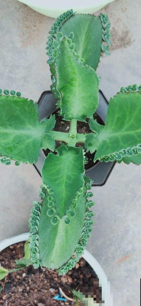 3种花开花颜值高,但是不能随意养护,泛滥成灾就麻烦了 3种花开花颜值高,但是不能随意养护,泛滥成灾就麻烦了