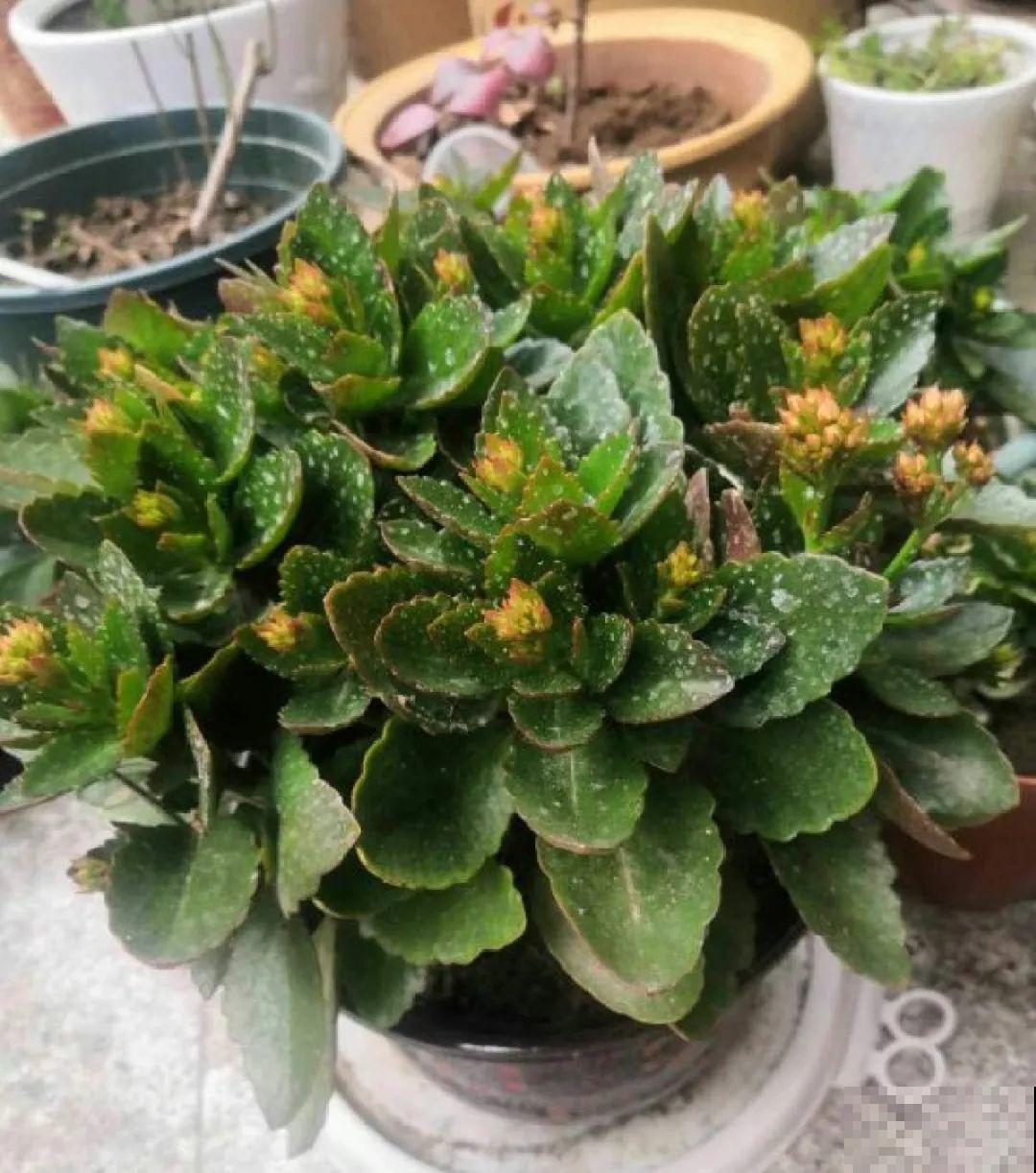 养花叶子突然发黄，赶紧救，还有希望！