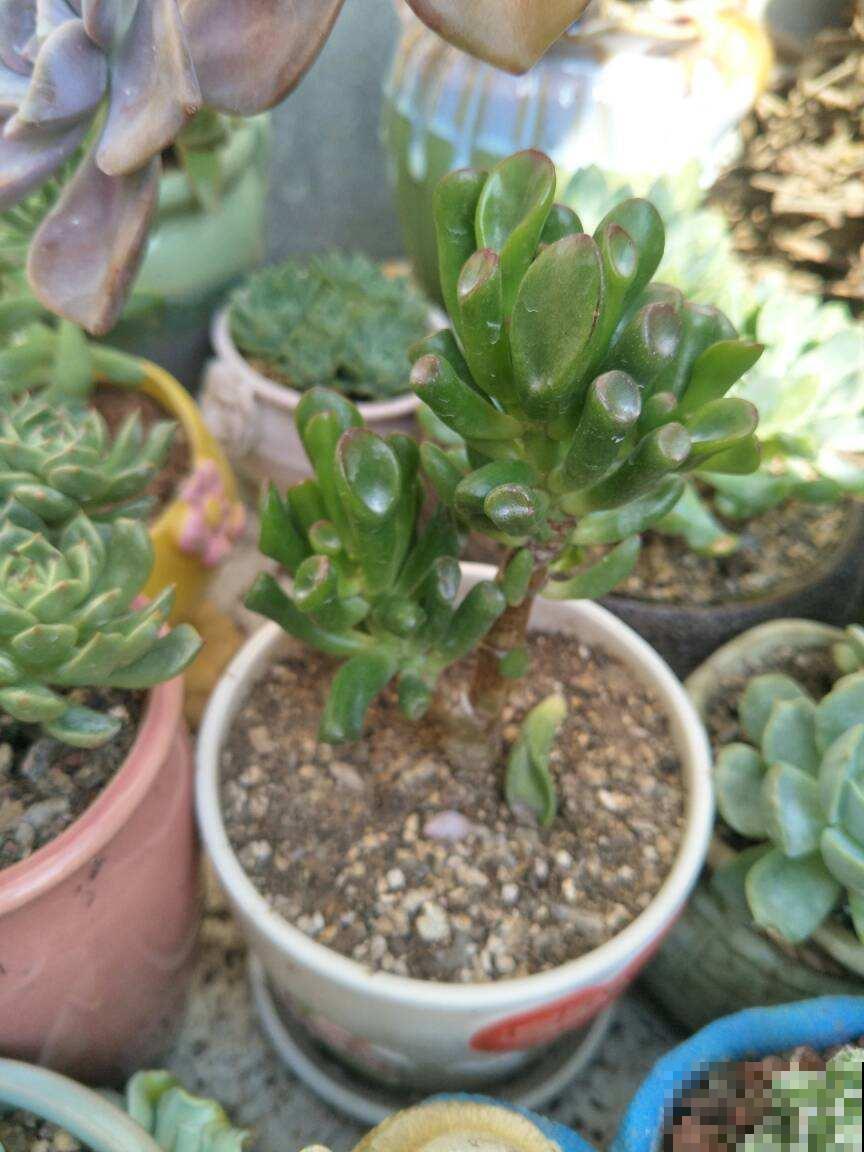 1种吸财树,叶子猛晒红彤彤,养在家里寓意好 1种吸财树,叶子猛晒红彤彤,养在家里寓意好