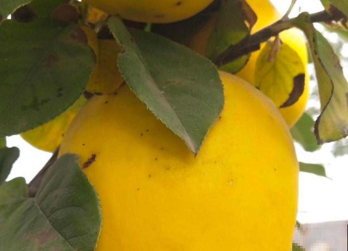 土里挖个坑，扔几粒“黑珍珠”，长出大甜果，美滋滋！