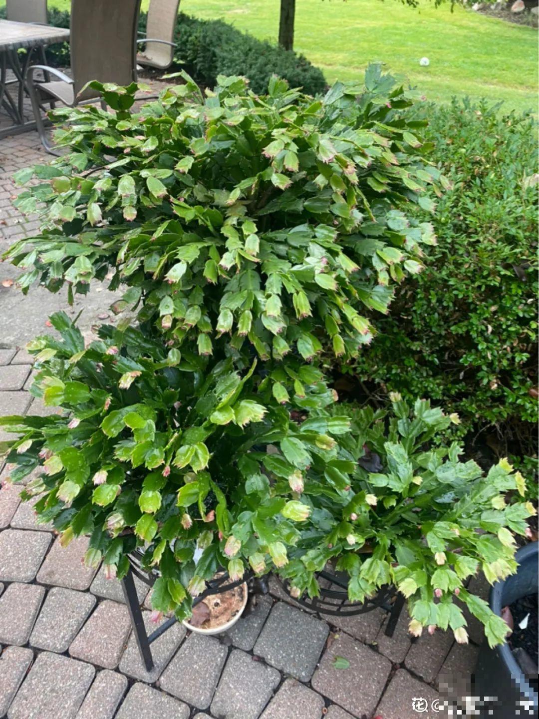 10月养花掐一掐,掐完就来花,盆都塞不下! 10月养花掐一掐,掐完就来花,盆都塞不下!