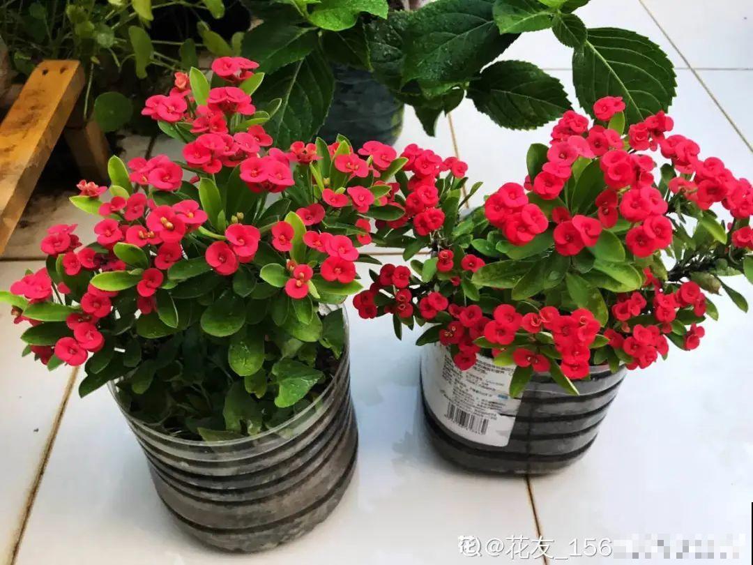 50种冬天开花植物,天冷了,照样冒花苞! 50种冬天开花植物,天冷了,照样冒花苞!