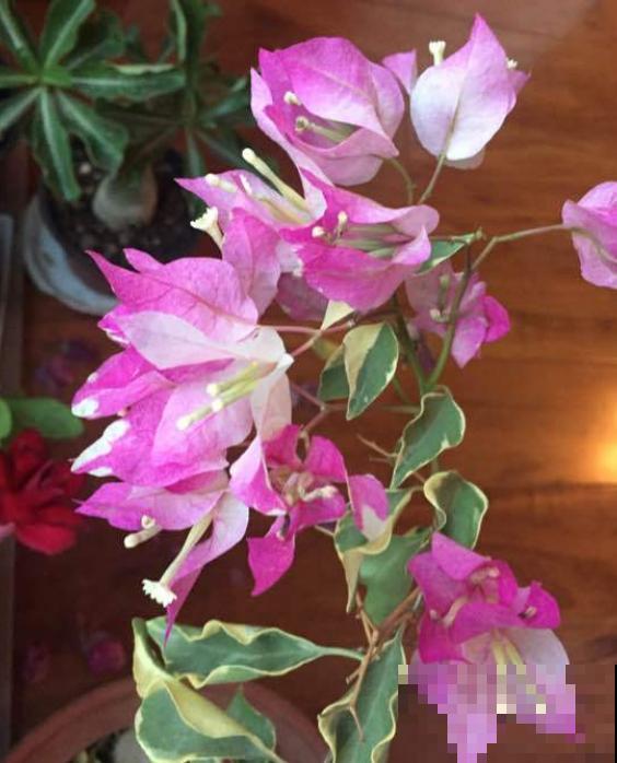 这种花就欠冻，搬进室内掉叶子，放外边就好！