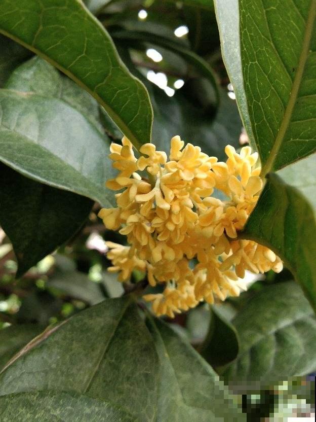 4种镇宅花，适合养家里，平安顺遂好兆头