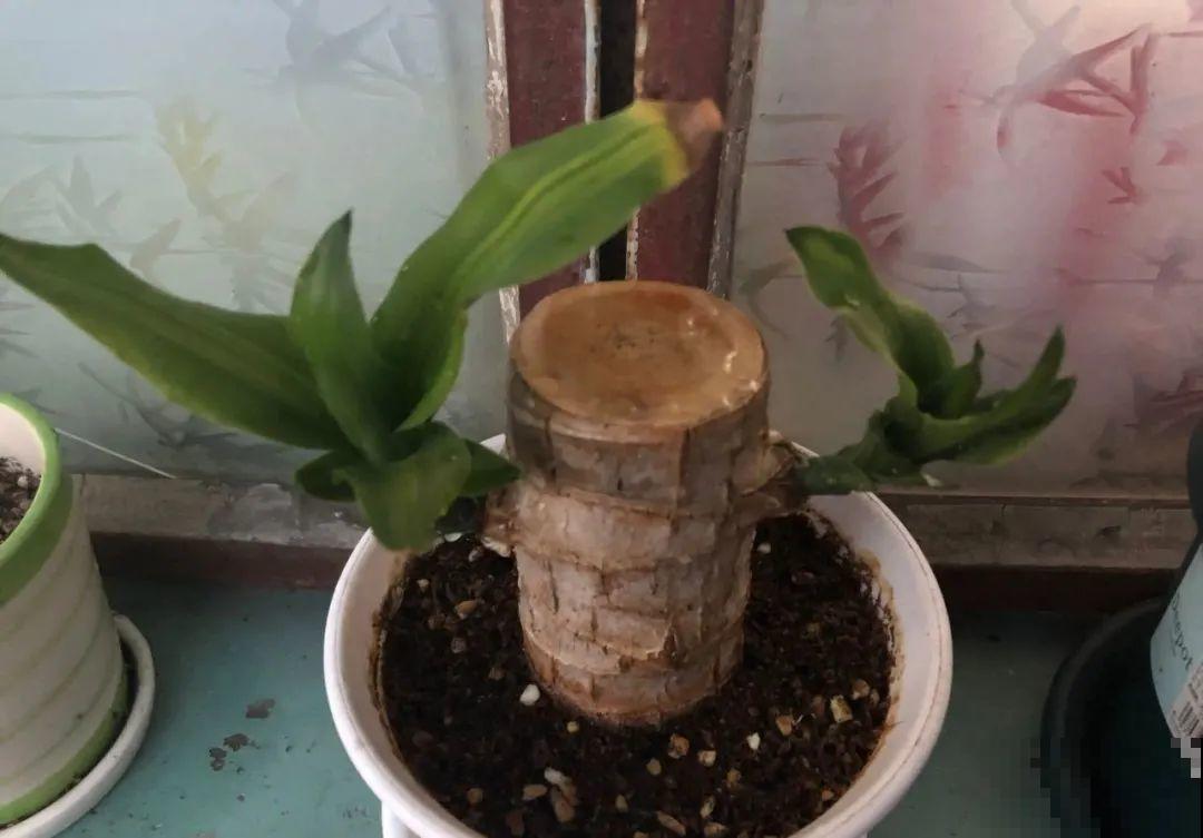 这花冬天要冻死,抓紧埋土里,还能活命! 这花冬天要冻死,抓紧埋土里,还能活命!