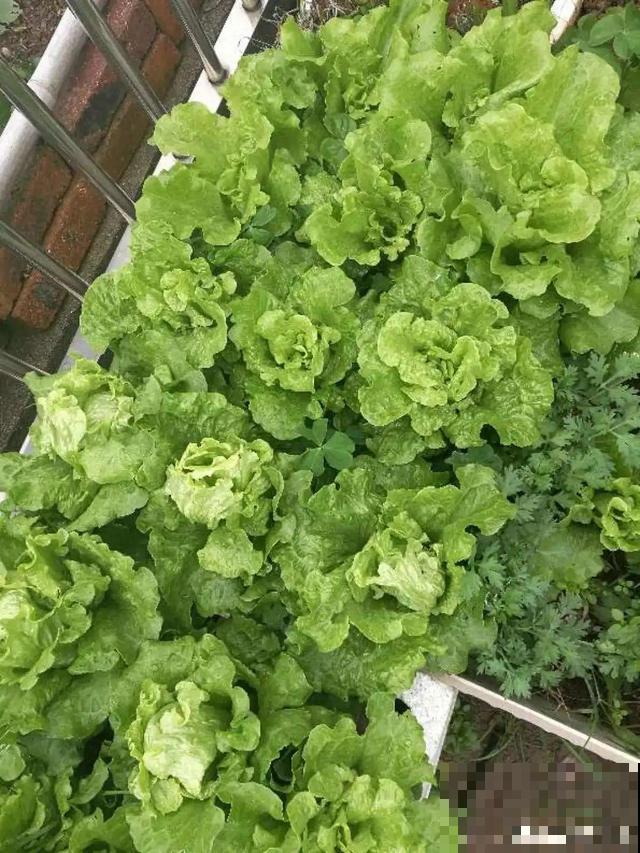 我想有个菜园子,秋天结满新鲜蔬菜,现在正收获! 我想有个菜园子,秋天结满新鲜蔬菜,现在正收获!