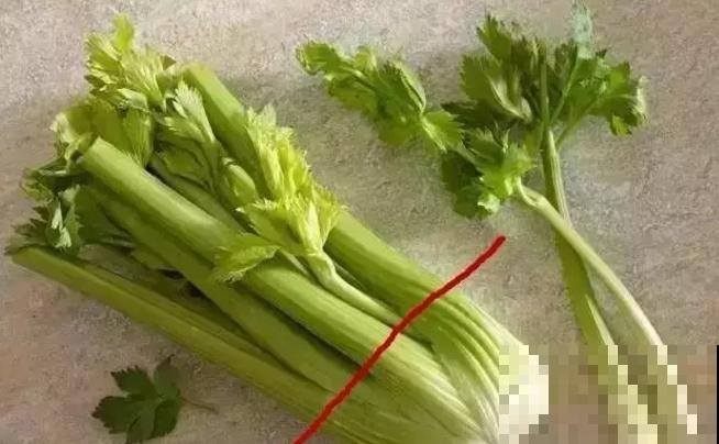 种盆芹菜放厨房，做饭时摘几棵，新鲜爽口又健康！