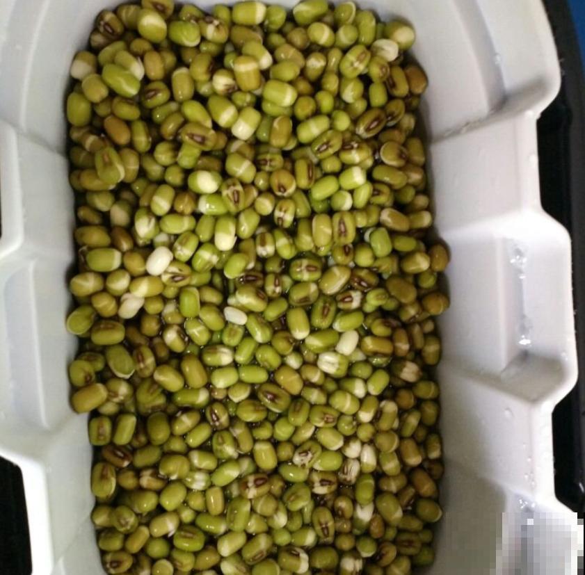 买的豆芽菜不放心？买点豆子自己生，1周就能下锅！