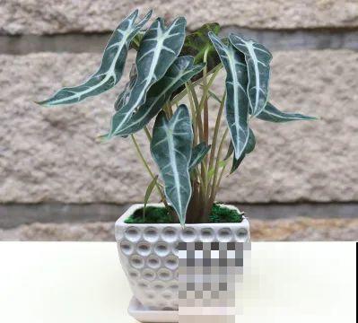 冬天就养耐阴花，没光也能开爆盆，扔角落自己疯长！