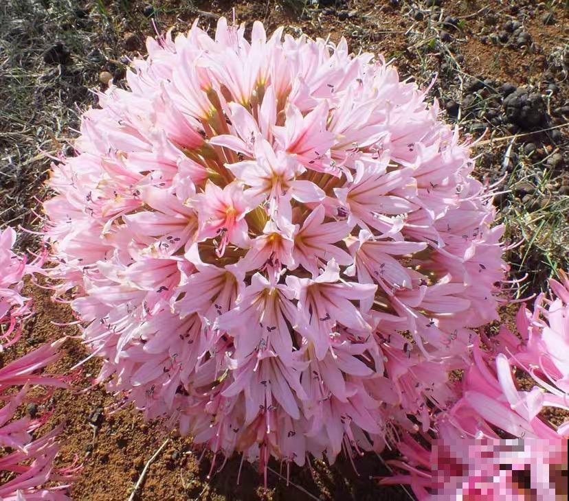 10种小众花，见过的人很少，养一盆特别有面子！